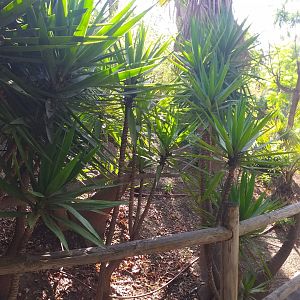 Green-winged macaw perch -TerraNatura Benidorm (2021)