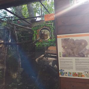 Pygmy marmoset exhibit -TerraNatura Benidorm (2021)