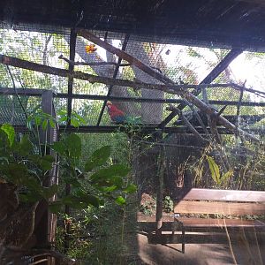 Pygmy marmoset exhibit -TerraNatura Benidorm (2021)