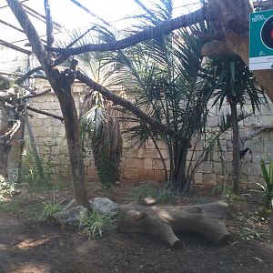 Military macaw, Blue-and-gold macaw and White-throated toucan exhibit -TerraNatura Benidorm (2021)