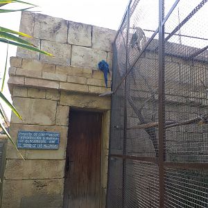 Blue-and-gold macaw perching area -TerraNatura Benidorm (2021)