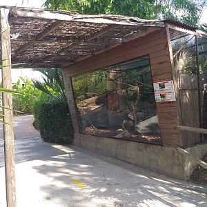 Golden-headed lion tamarin exhibit -TerraNatura Benidorm (2021)
