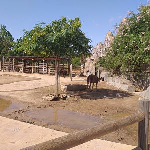 Llama, Domestic goat and Domestic sheep exhibit -TerraNatura Benidorm (2021)