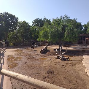 Llama, Domestic goat and Domestic sheep exhibit -TerraNatura Benidorm (2021)