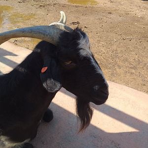 Domestic goat -TerraNatura Benidorm (2021)