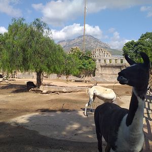 Llama, Domestic goat and Domestic sheep exhibit -TerraNatura Benidorm (2021)