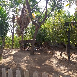 Greater rhea exhibit -TerraNatura Benidorm (2021)