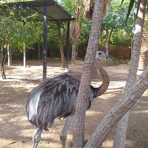 Greater rhea -TerraNatura Benidorm (2021)