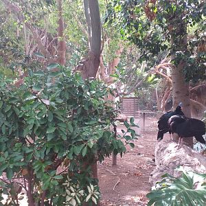 Aviary view -TerraNatura Benidorm (2021)