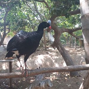 Northern helmeted curassow -TerraNatura Benidorm (2021)