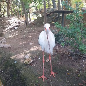 Maguari stork -TerraNatura Benidorm (2021)