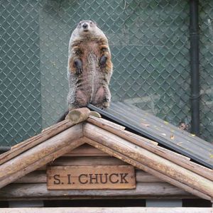 Woodchuck / Groundhog