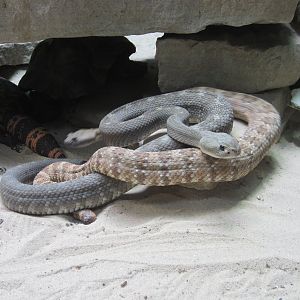 Mixed Reptile exhibit