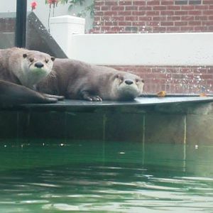 River Otters