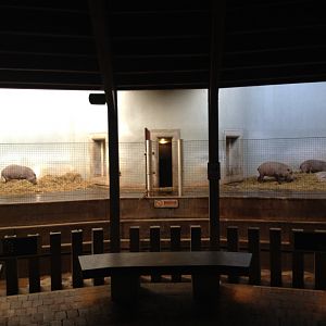 Bearded Pigs in the Casson Pavilion