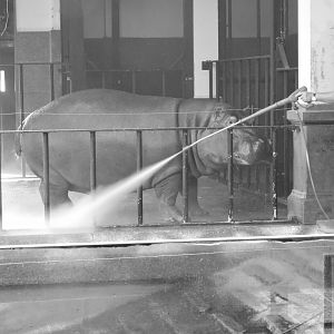 Must keep the hippos clean!