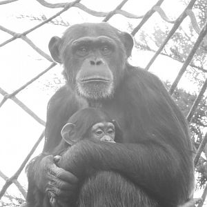 Chimp and infant