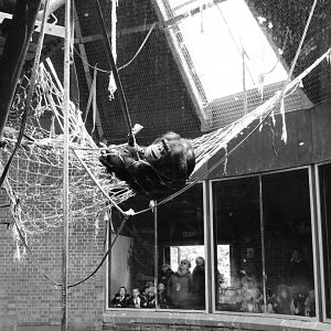 Chimp house interior and visitors
