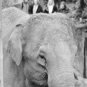 Elephant and visitors