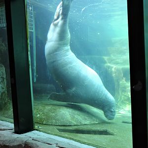 Walrus underwater viewing
