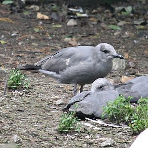 Grey gull (Leucophaeus modestus)
