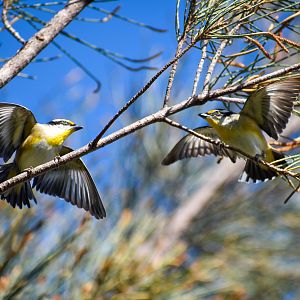 Striated Pardalotes - courtship display