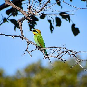 Rainbow Bee-eater (Merops ornatus)