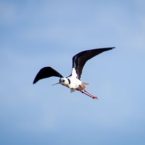 Pied Stilt (Himantopus leucocephalus)