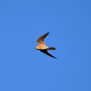 Australian Hobby (Falco longipennis)