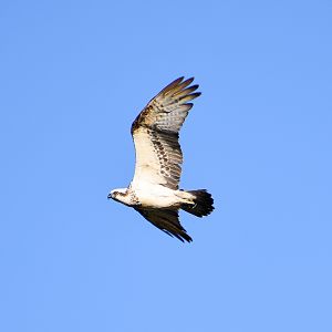 Eastern Osprey (Pandion cristatus)