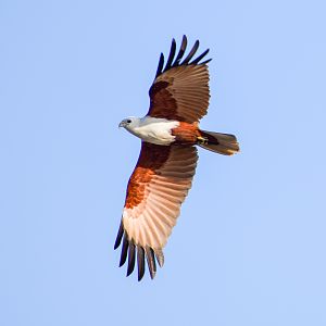 Brahminy Kite (Haliastur indus)