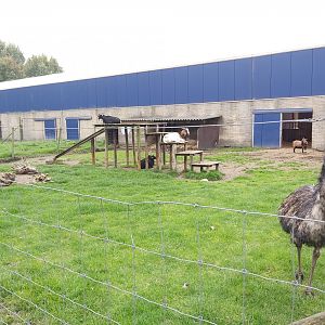 Emu and domestic goat enclosure