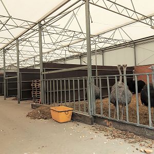 Ostrich indoor enclosures