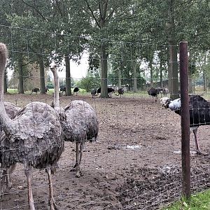 Ostriches