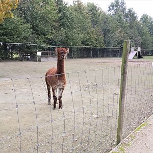 Alpaca enclosure