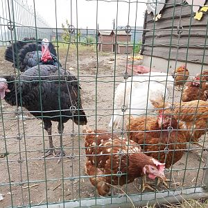 Chickens and turkeys
