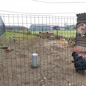 Chicken an turkey enclosure.