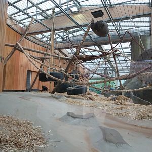 Part of the indoor gorilla enclosure