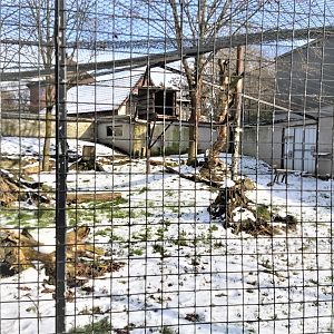 Black leopard enclosure in the winter