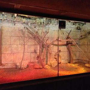 Seba's short-tailed fruit bat exhibit -TerraNatura Benidorm (2021)