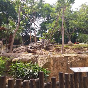 Guianan brown capuchin exhibit -TerraNatura Benidorm (2021)