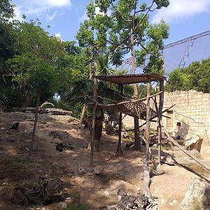 Guianan brown capuchin exhibit -TerraNatura Benidorm (2021)