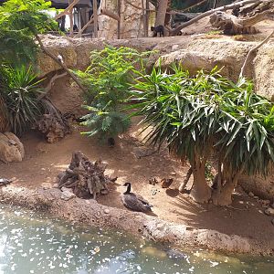 Canada goose, Common mallard and Red-eared slider exhibit -TerraNatura Benidorm (2021)