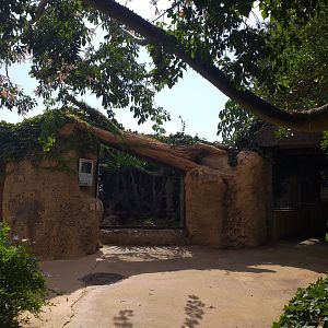 Ocelot exhibit -TerraNatura Benidorm (2021)