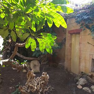 Ocelot exhibit -TerraNatura Benidorm (2021)