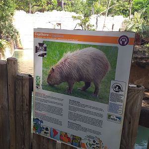 Capybara sign -TerraNatura Benidorm (2021)