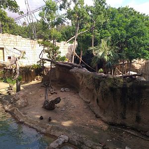Capybara exhibit -TerraNatura Benidorm (2021)
