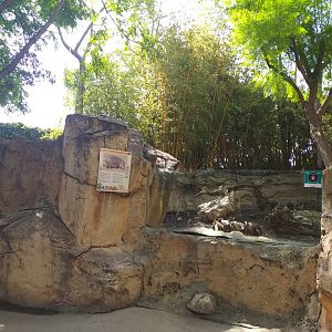 Collared peccary exhibit -TerraNatura Benidorm (2021)