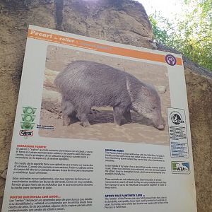 Collared peccary sign -TerraNatura Benidorm (2021)