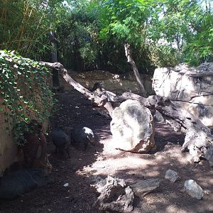 Collared peccary exhibit -TerraNatura Benidorm (2021)